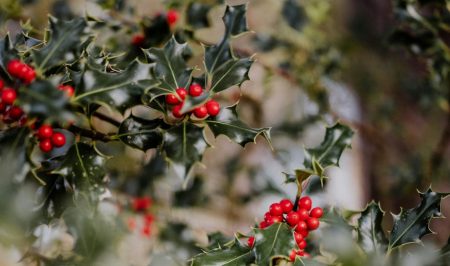 holly